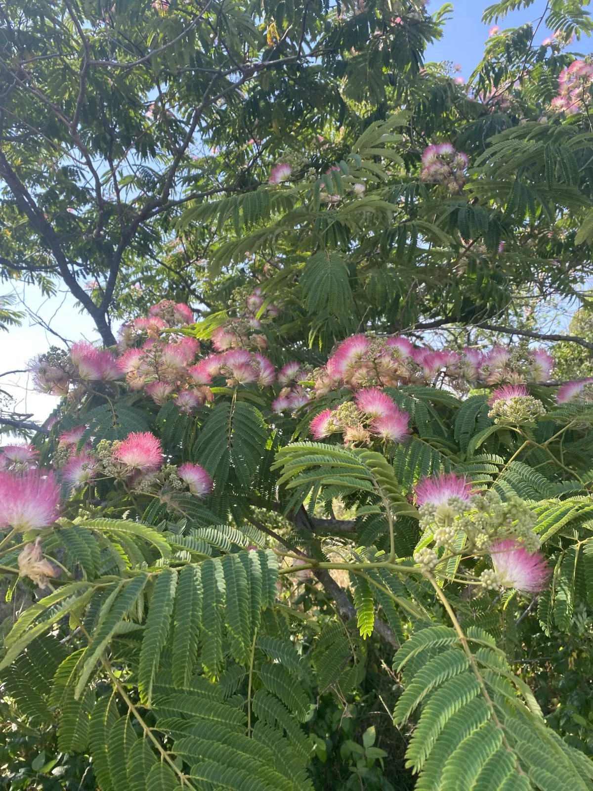 Albizia julibrissin