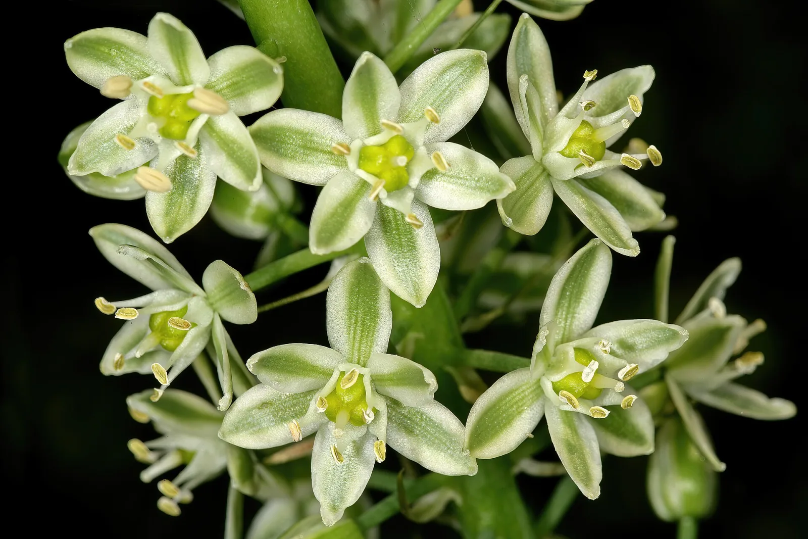 Ornithogalum longibracteatum