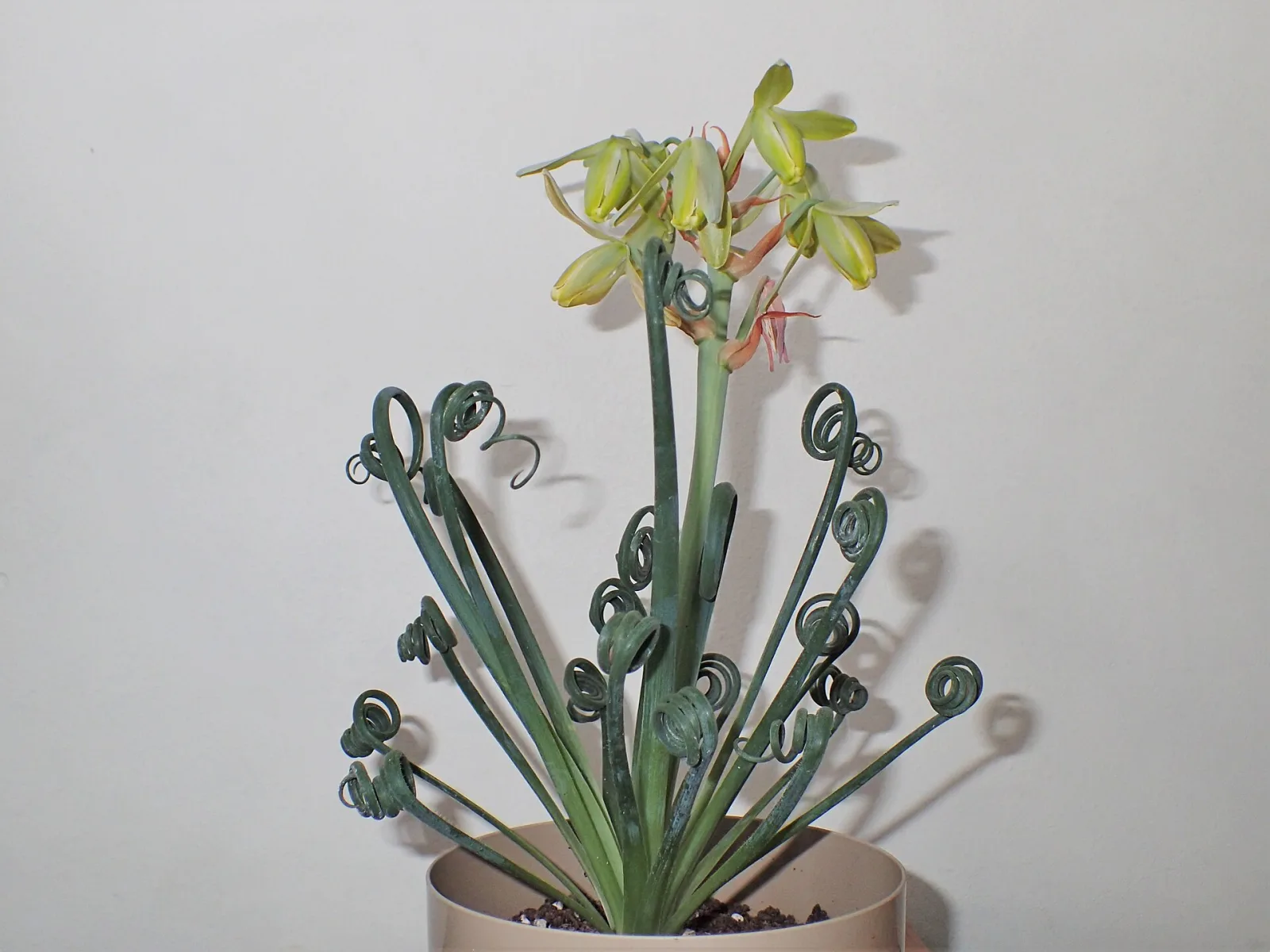 Albuca spiralis