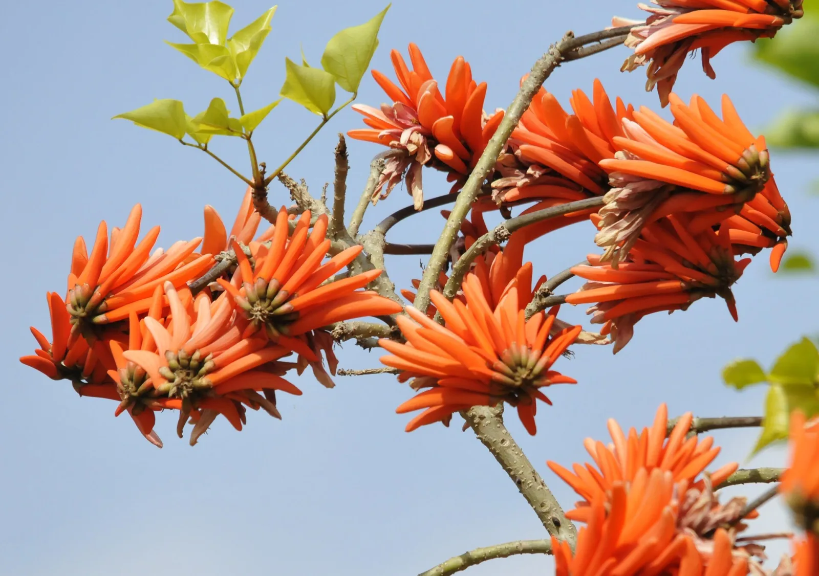 Erythrina lysistemon