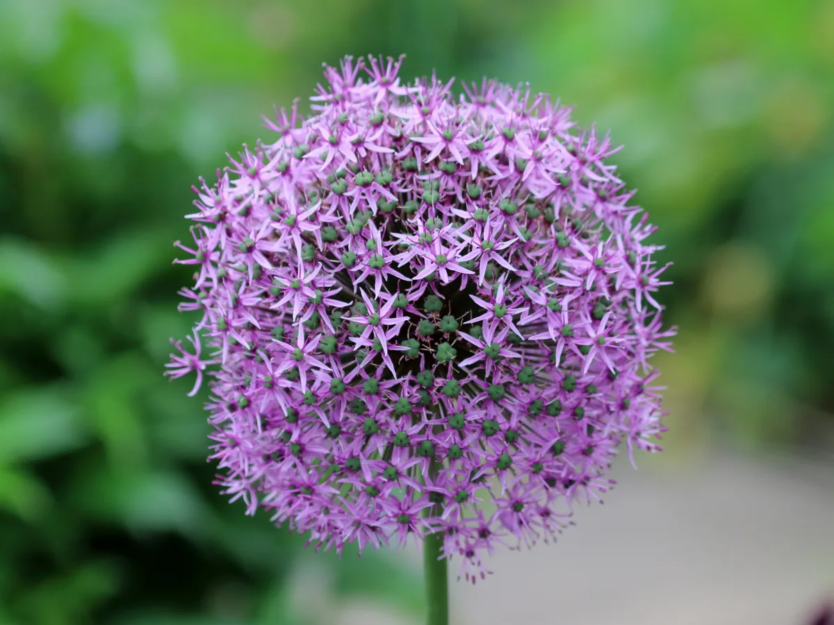 Allium giganteum