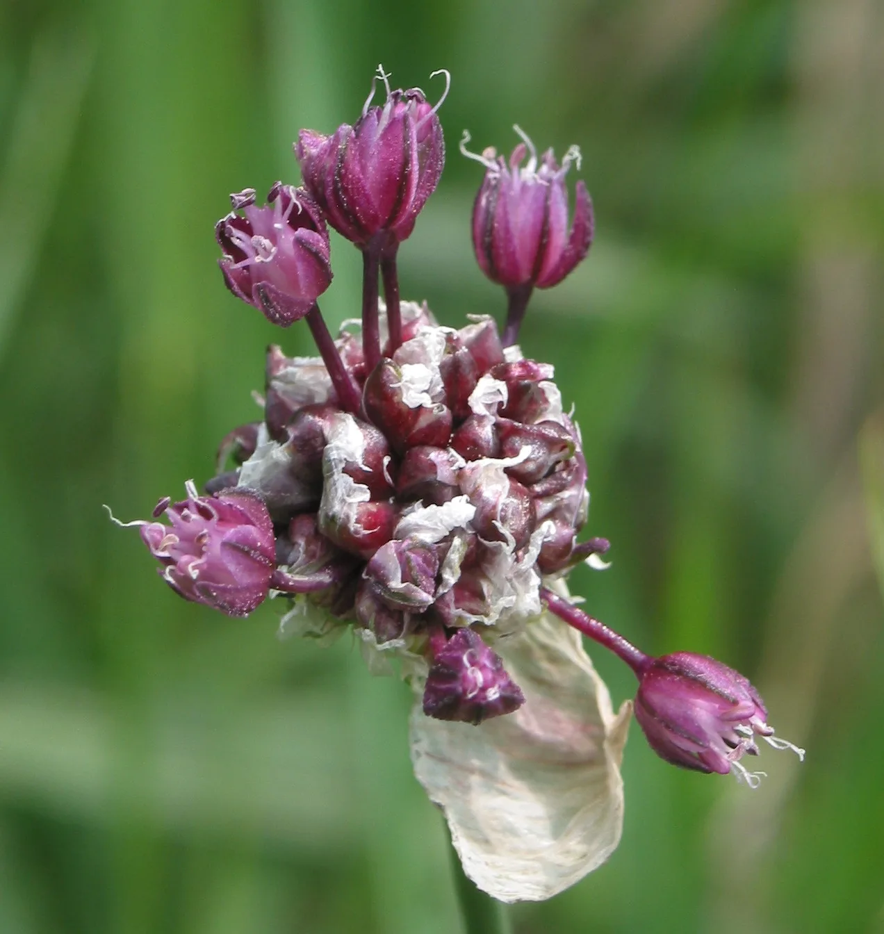 Allium cepa giant