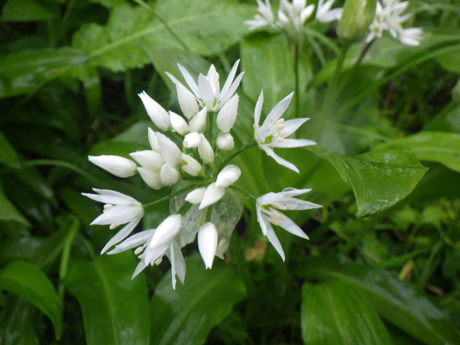 Allium ursinum