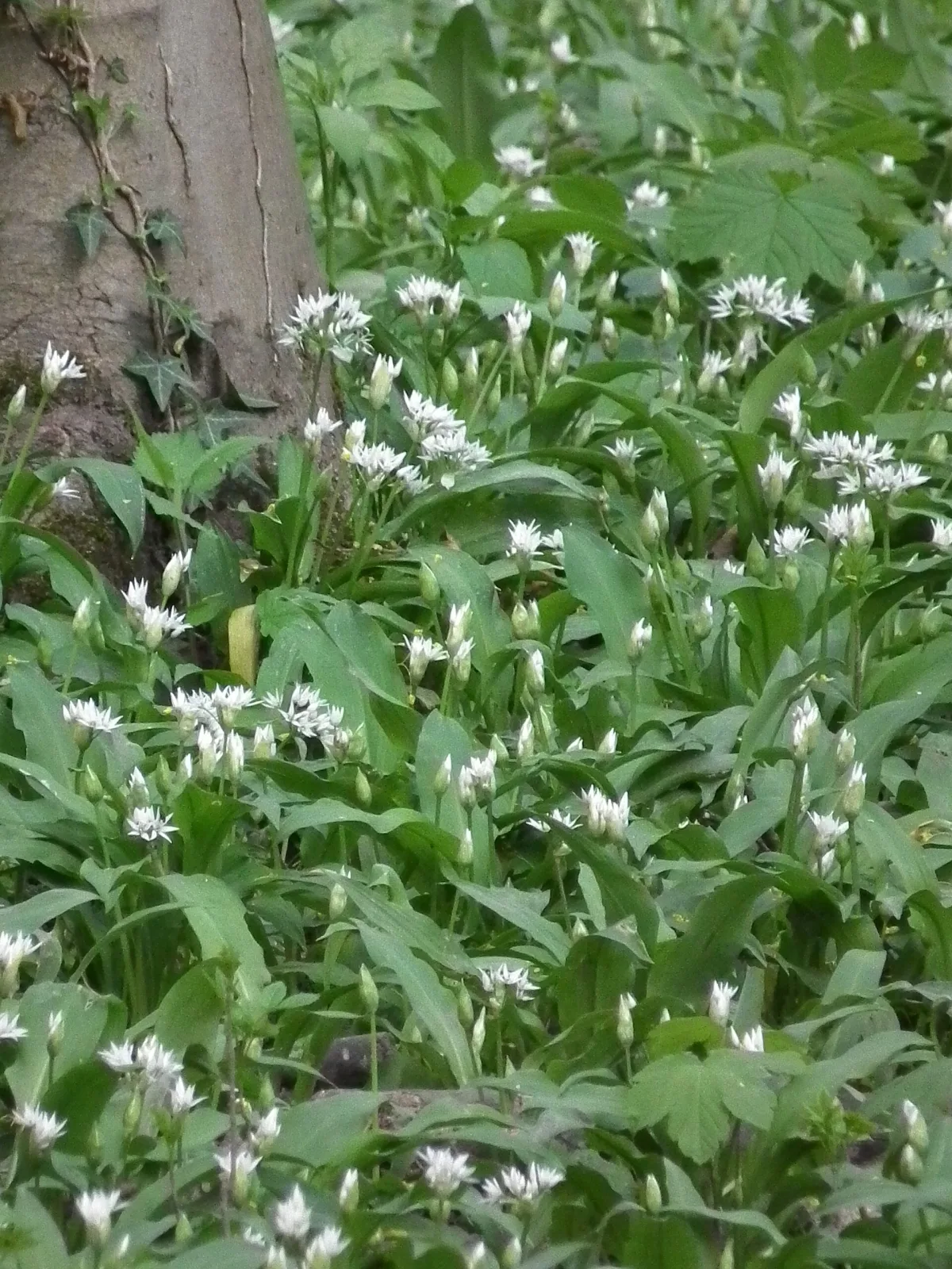 Allium ursinum