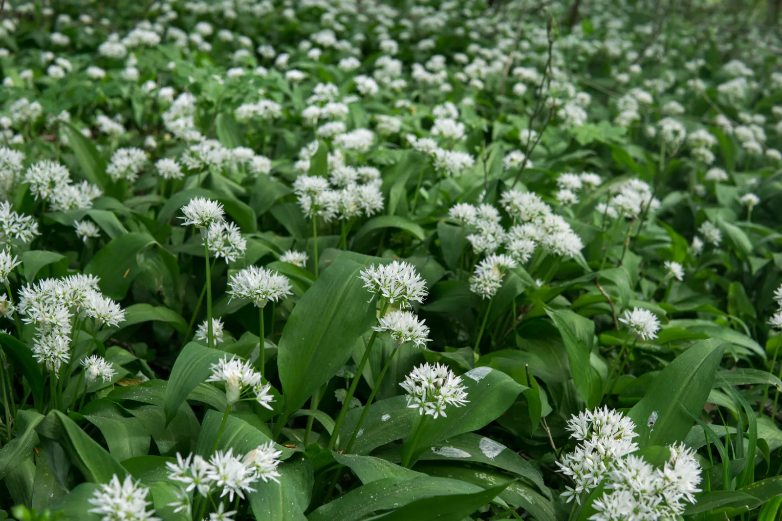 Allium ursinum