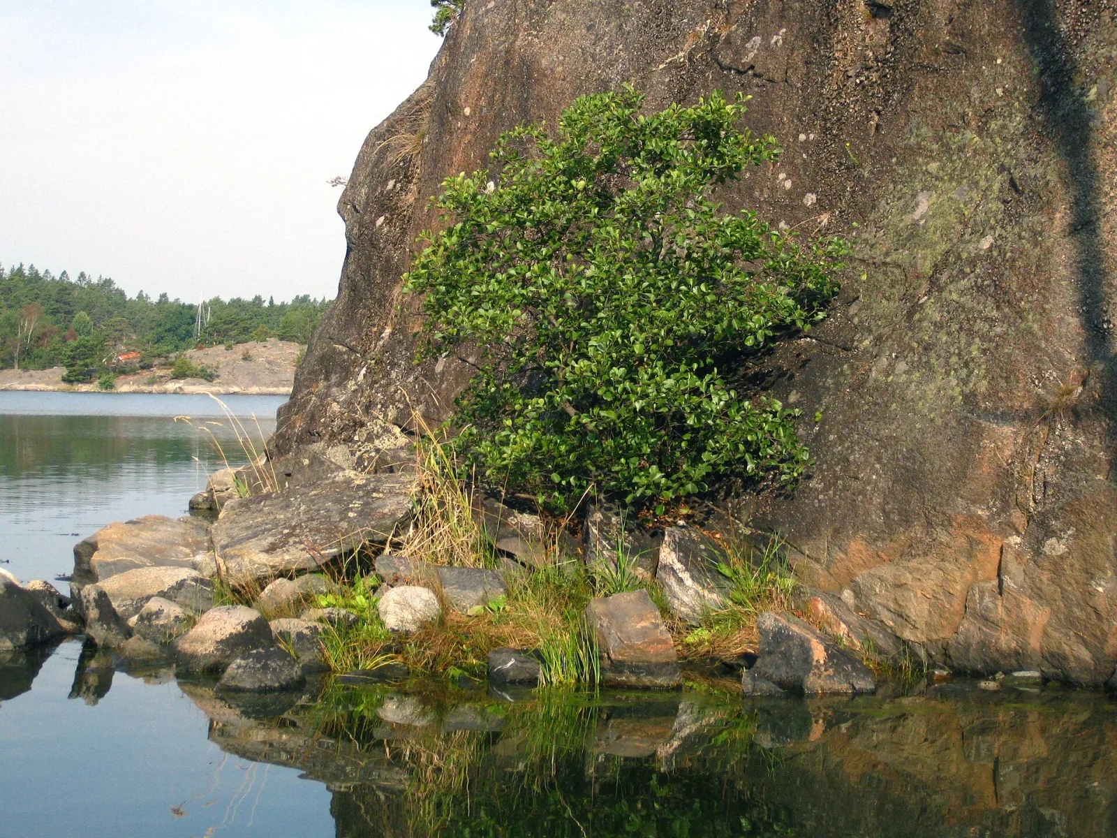 Alnus glutinosa