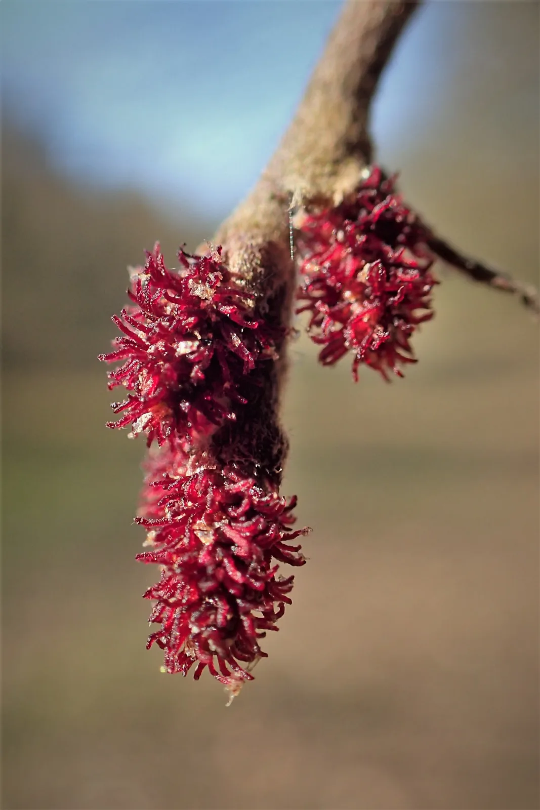Alnus glutinosa