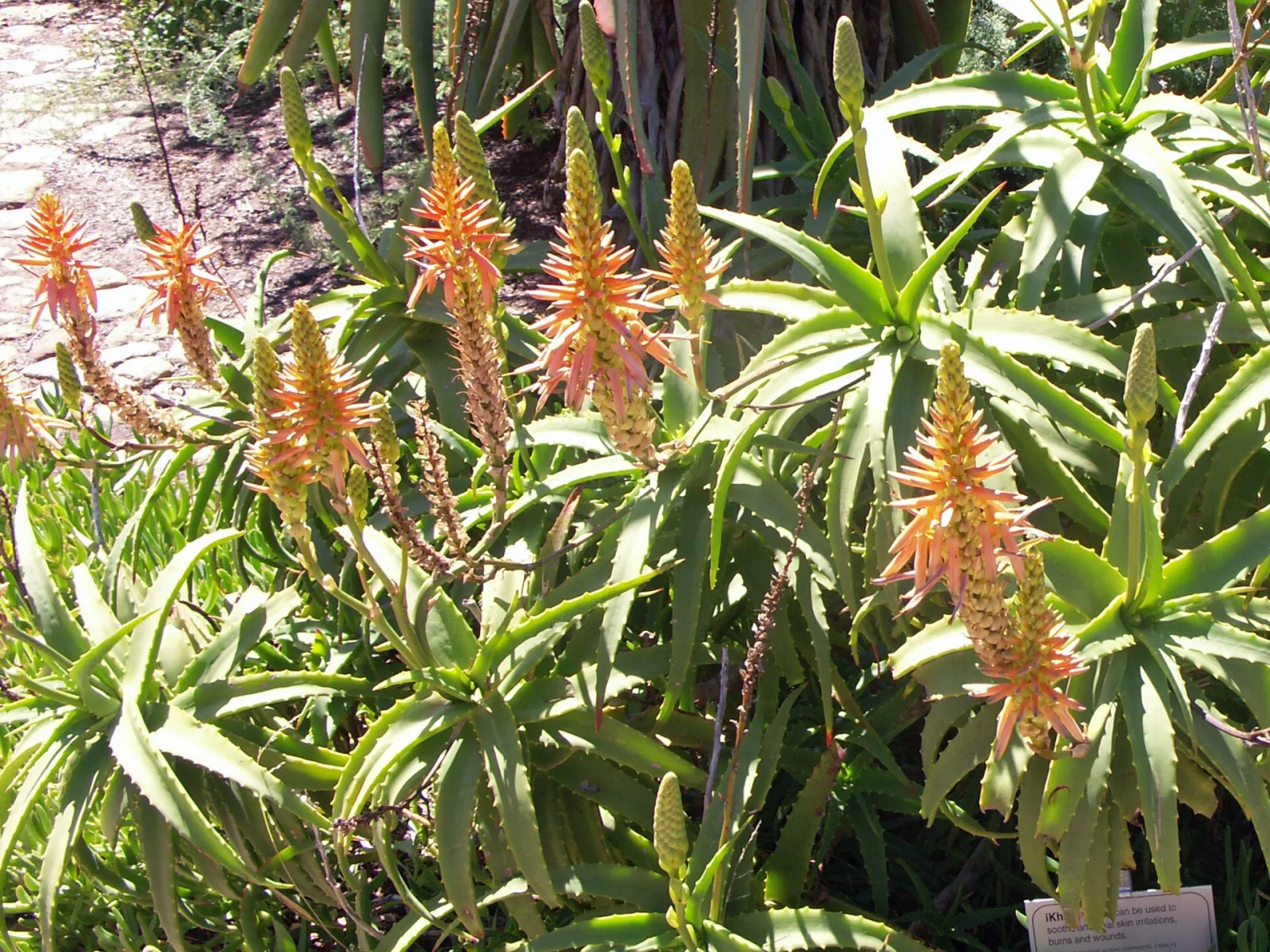 Aloe arborescens