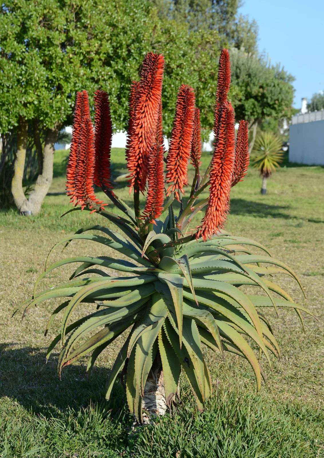 Aloe arborescens