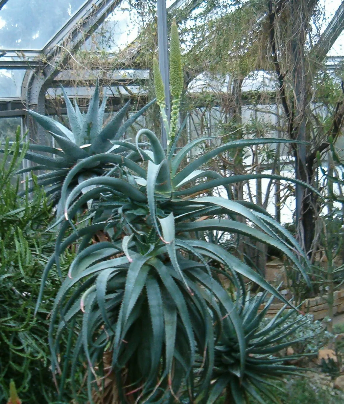 Aloe africana