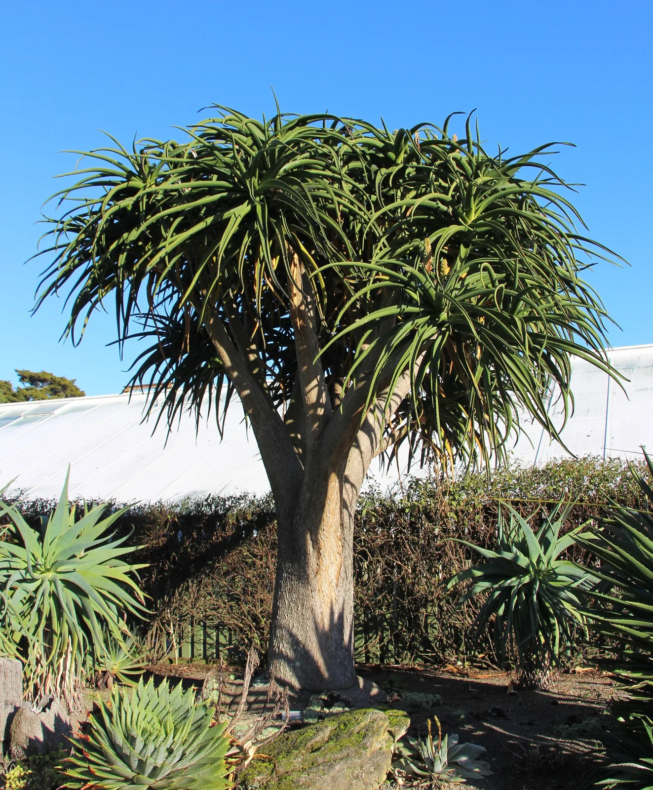 Aloe bainesii