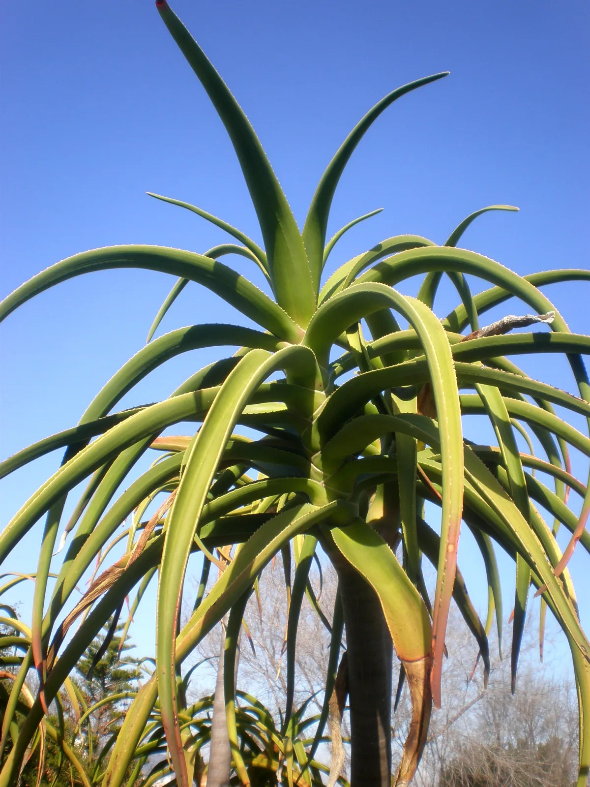 Aloe bainesii