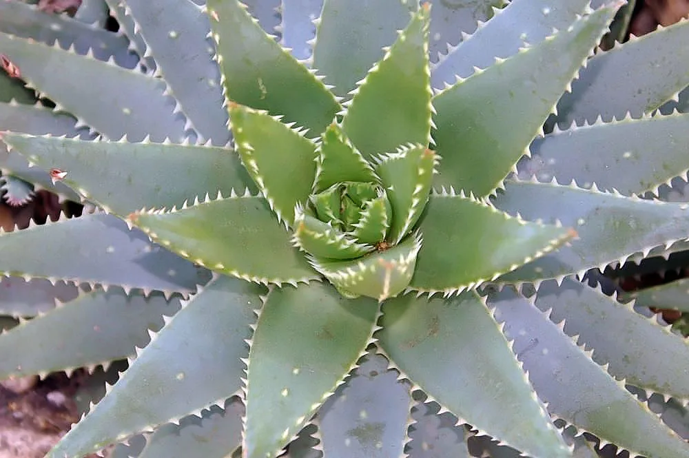 Aloe brevifolia