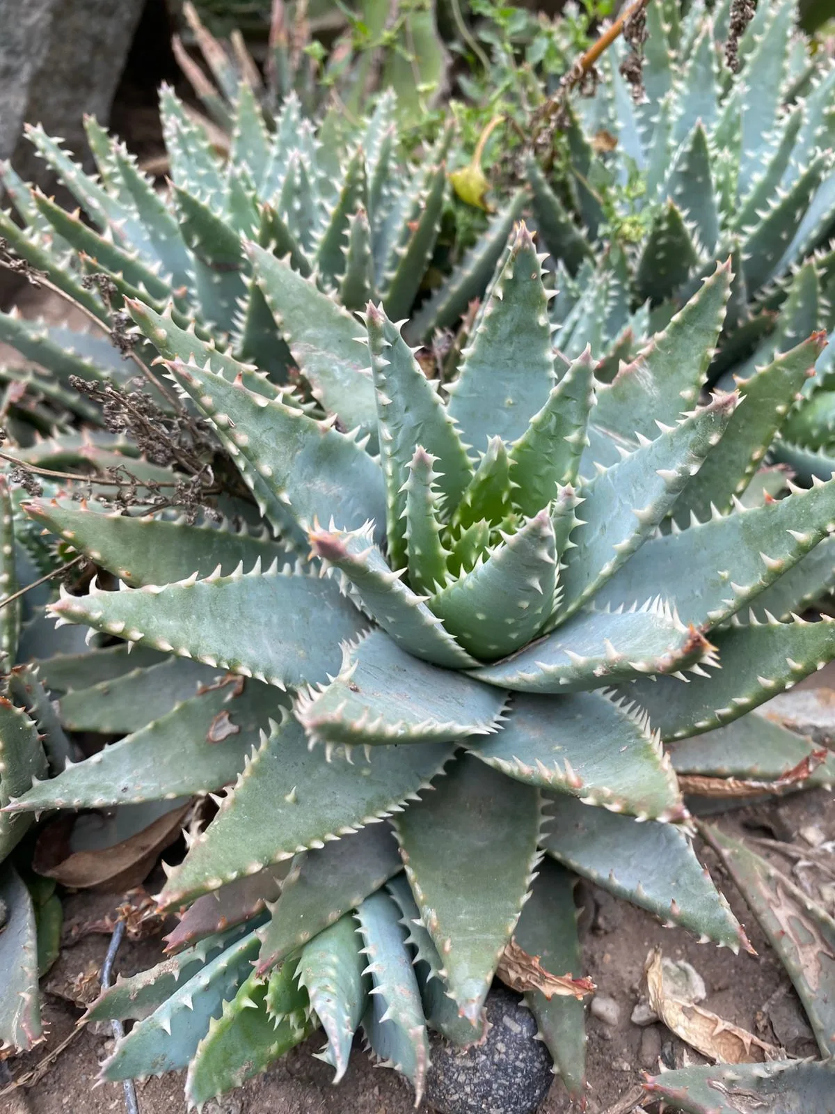 Aloe brevifolia