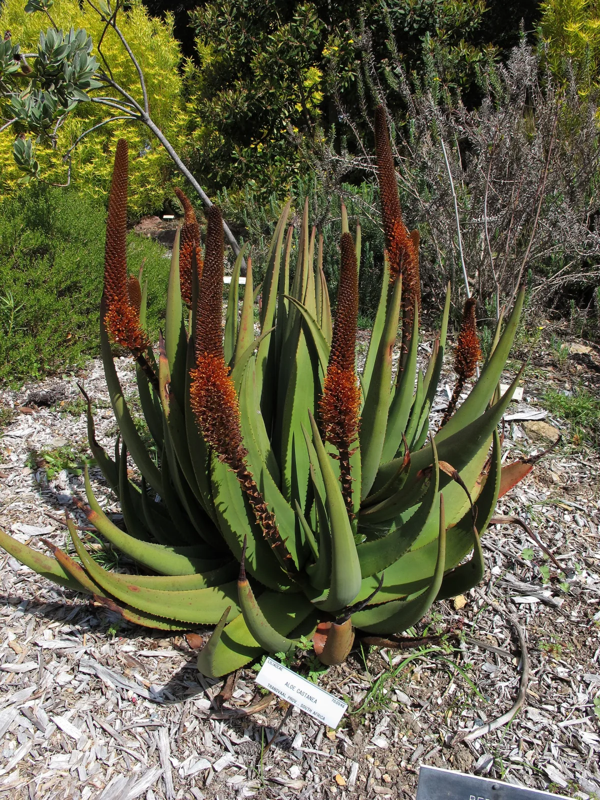 Aloe castanea