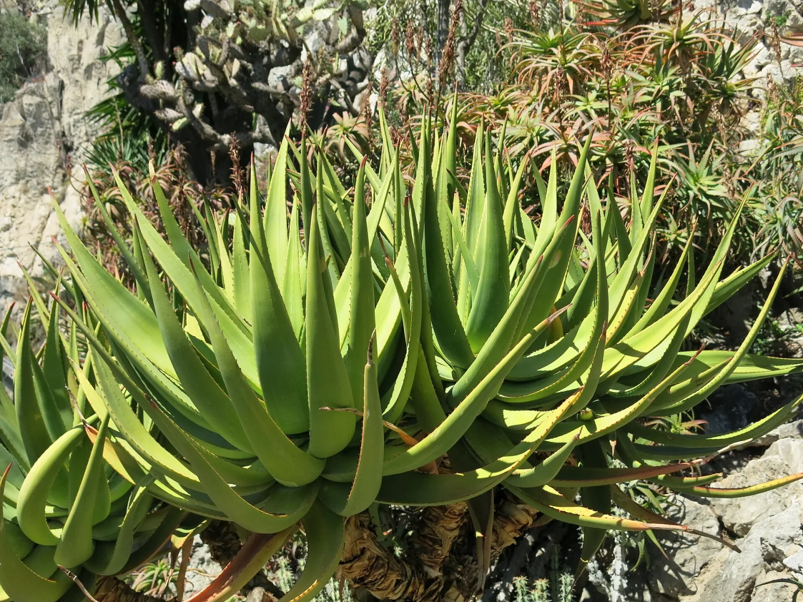Aloe castanea