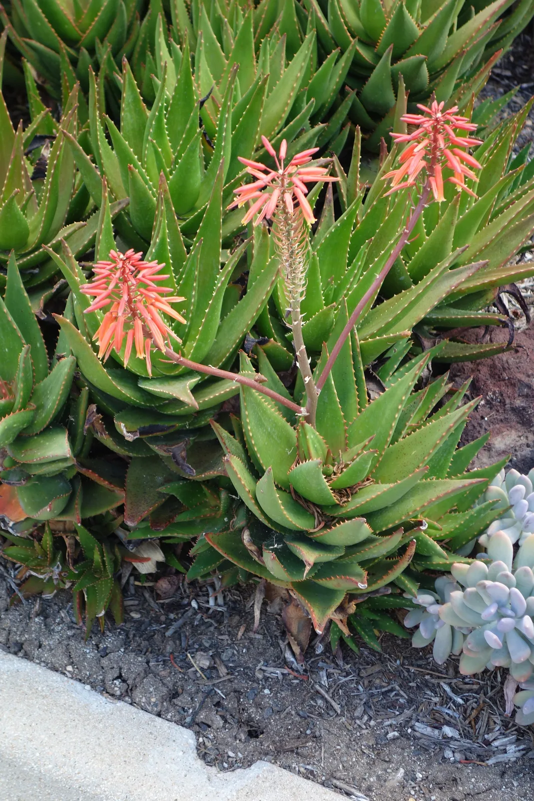 Aloe pearsonii
