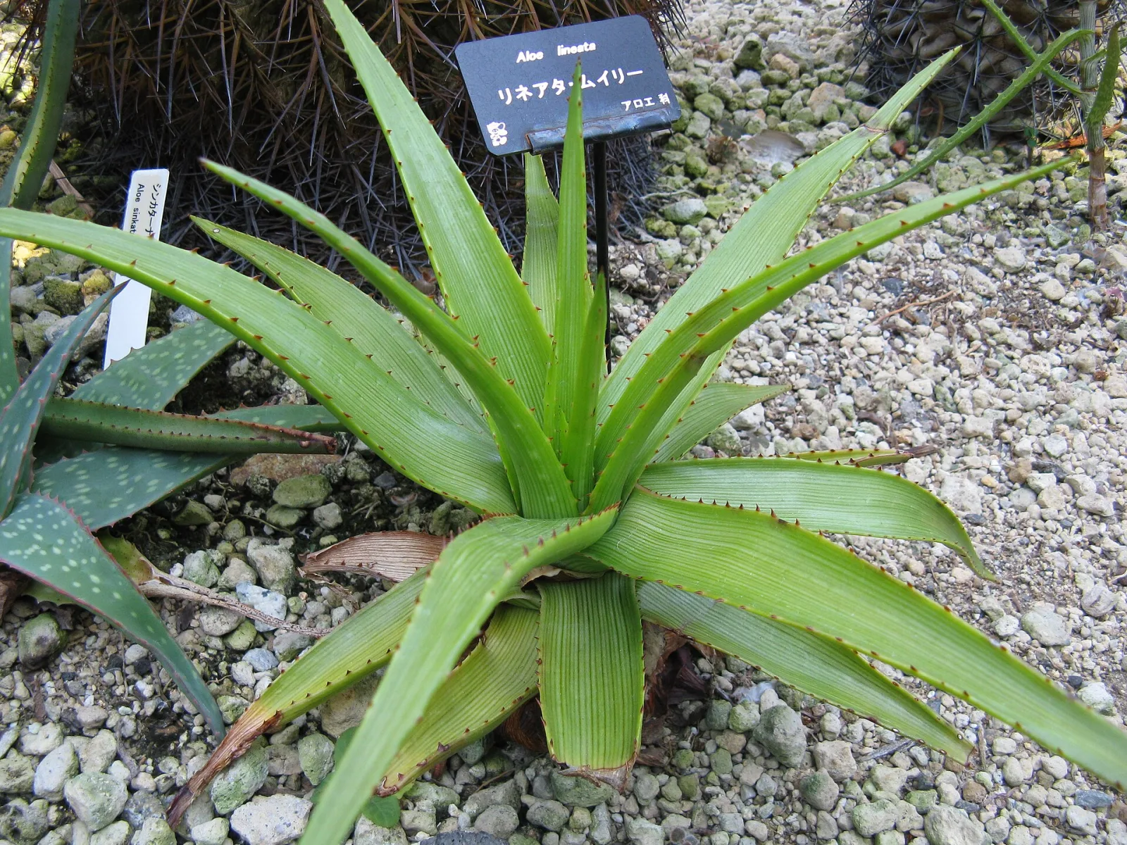 Aloe lineata