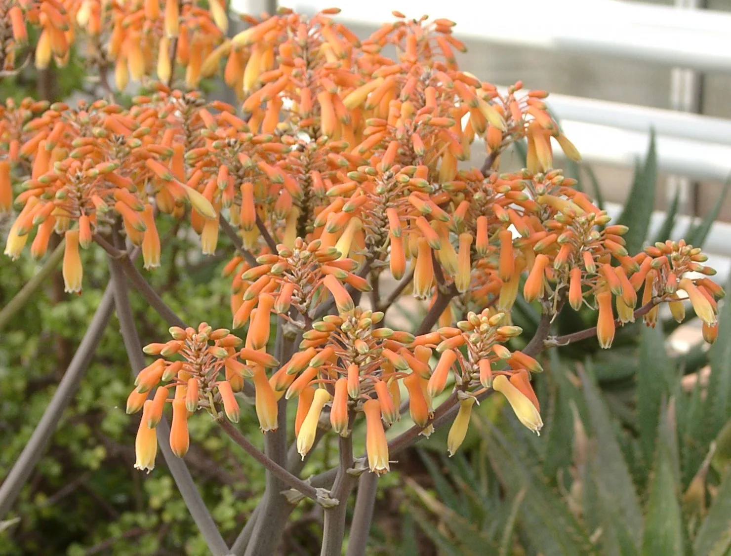 Aloe striata