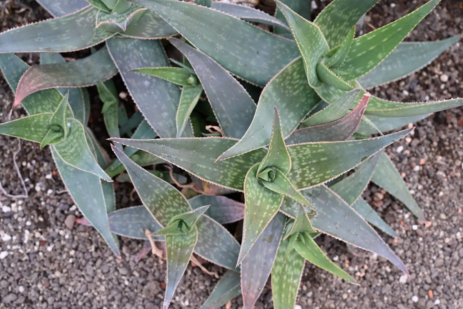 Aloe striata