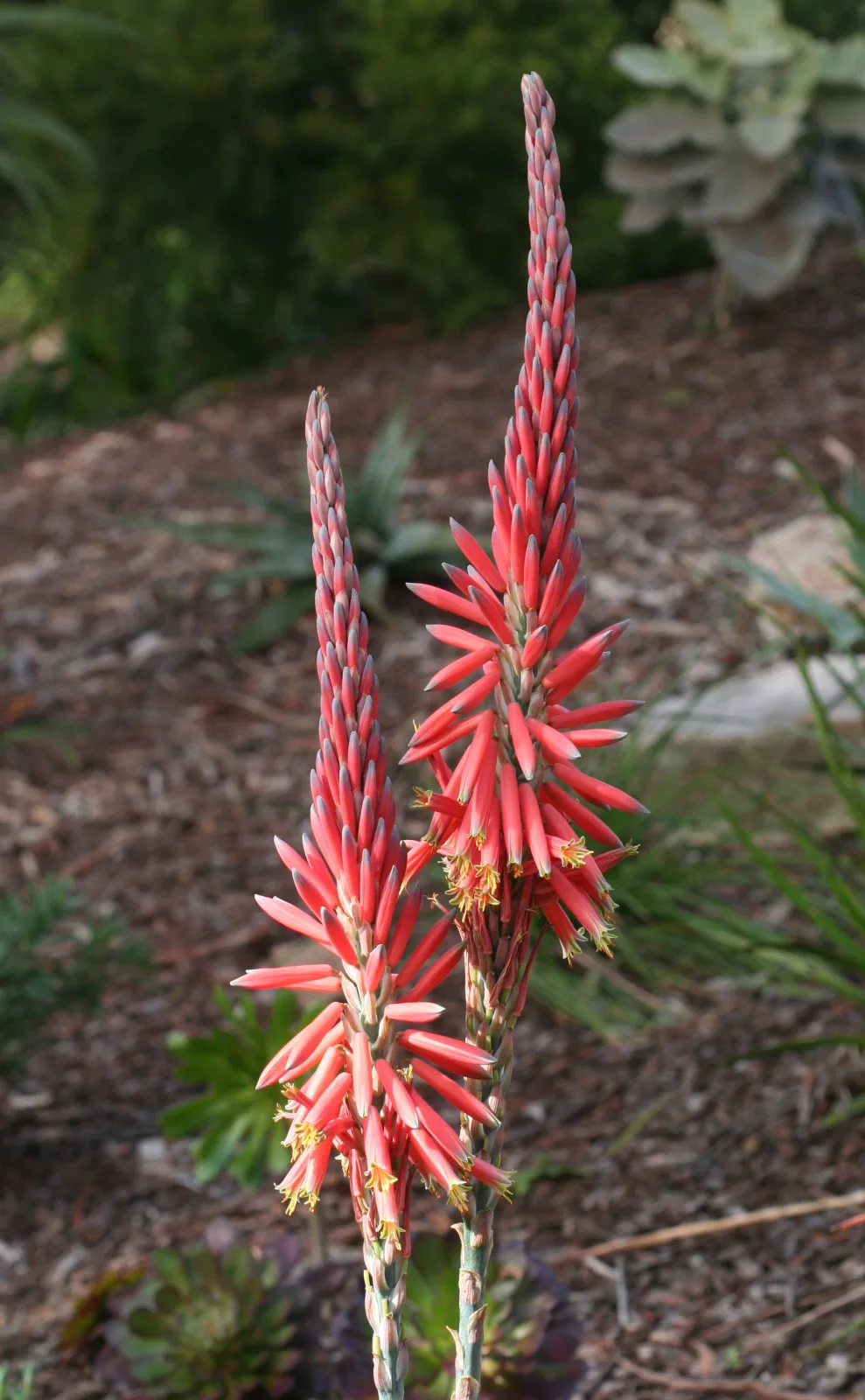 Aloe suprafoliata