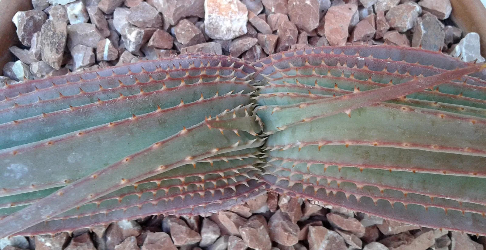Aloe suprafoliata