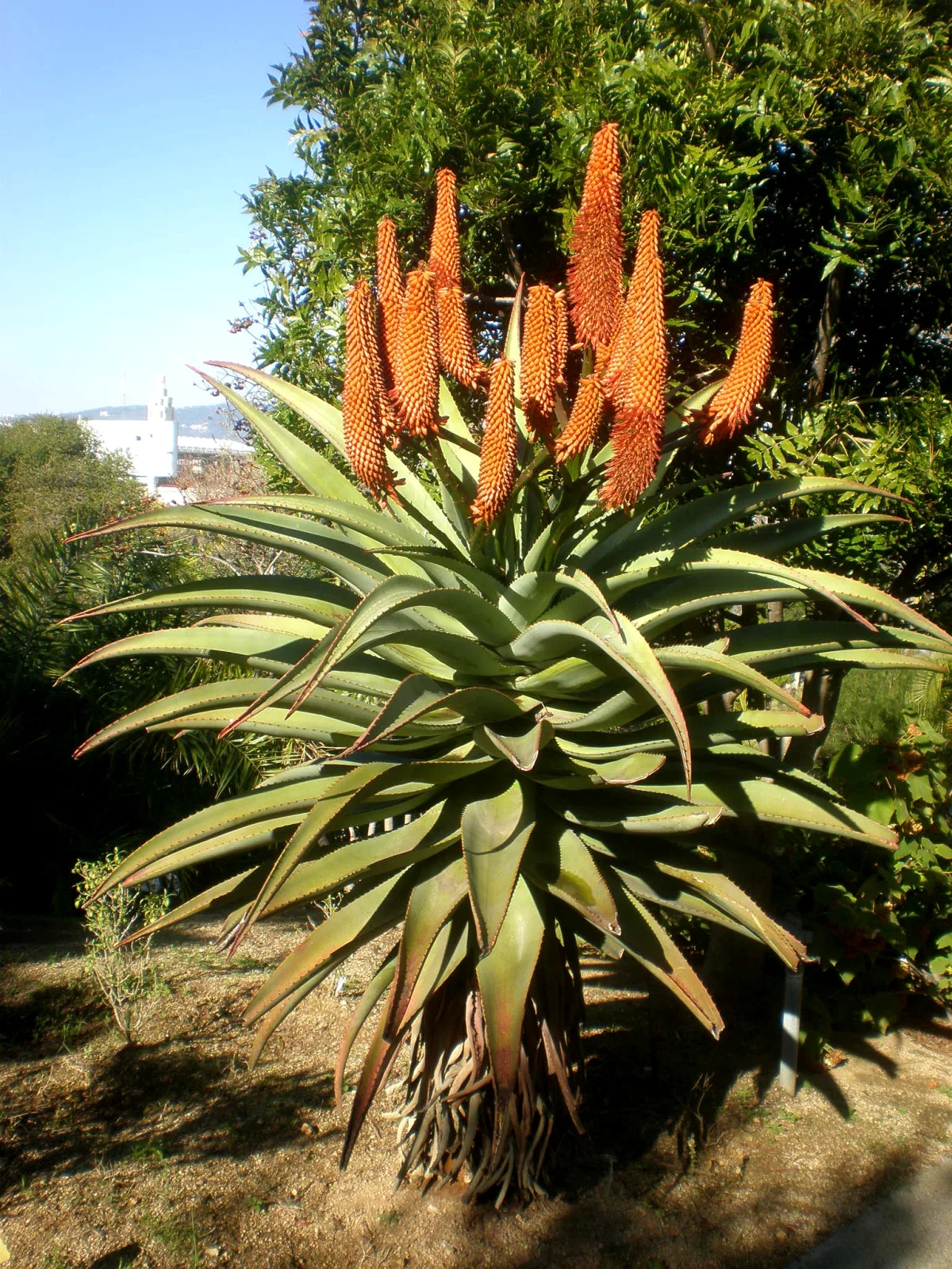 Aloe thraskii