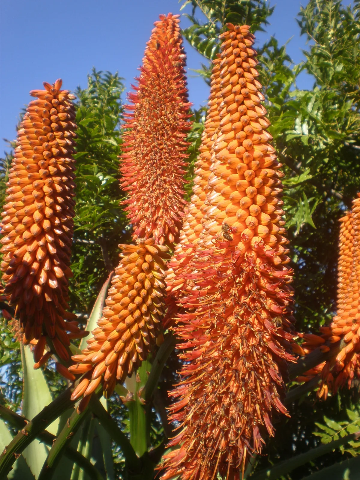 Aloe thraskii