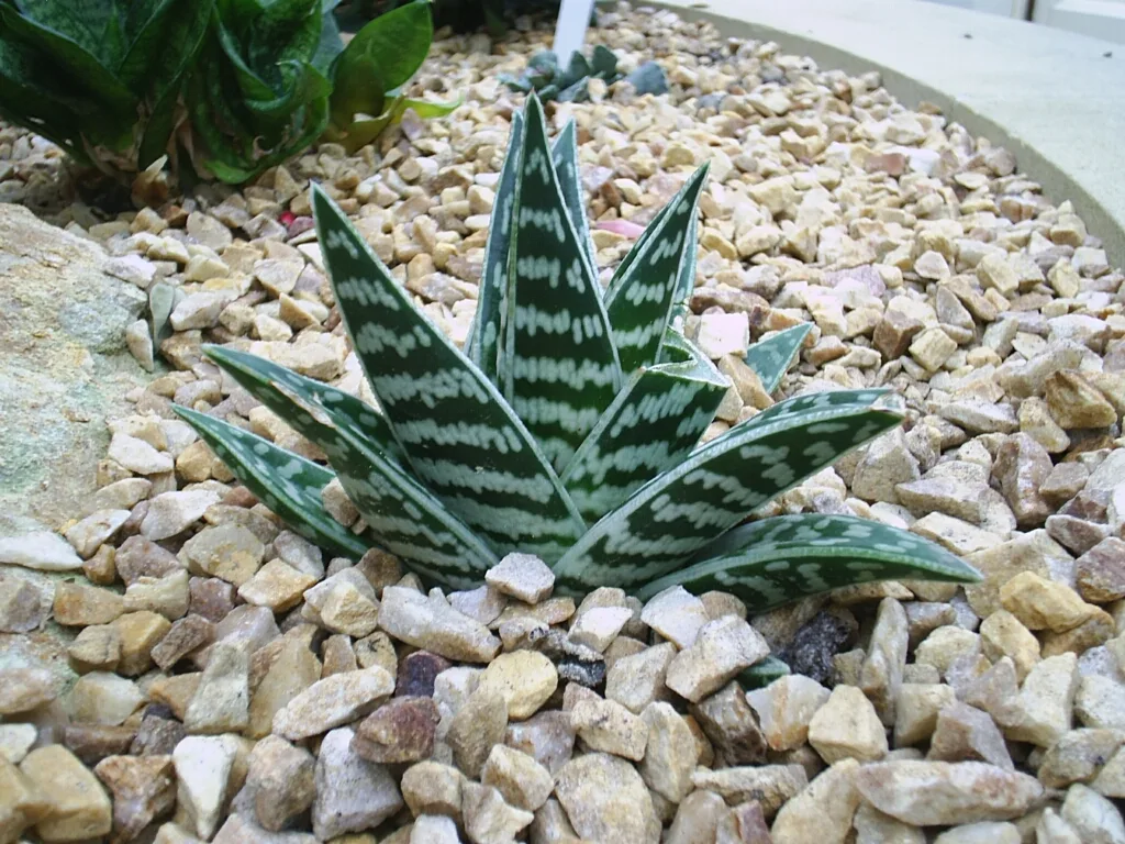 Aloe variegata