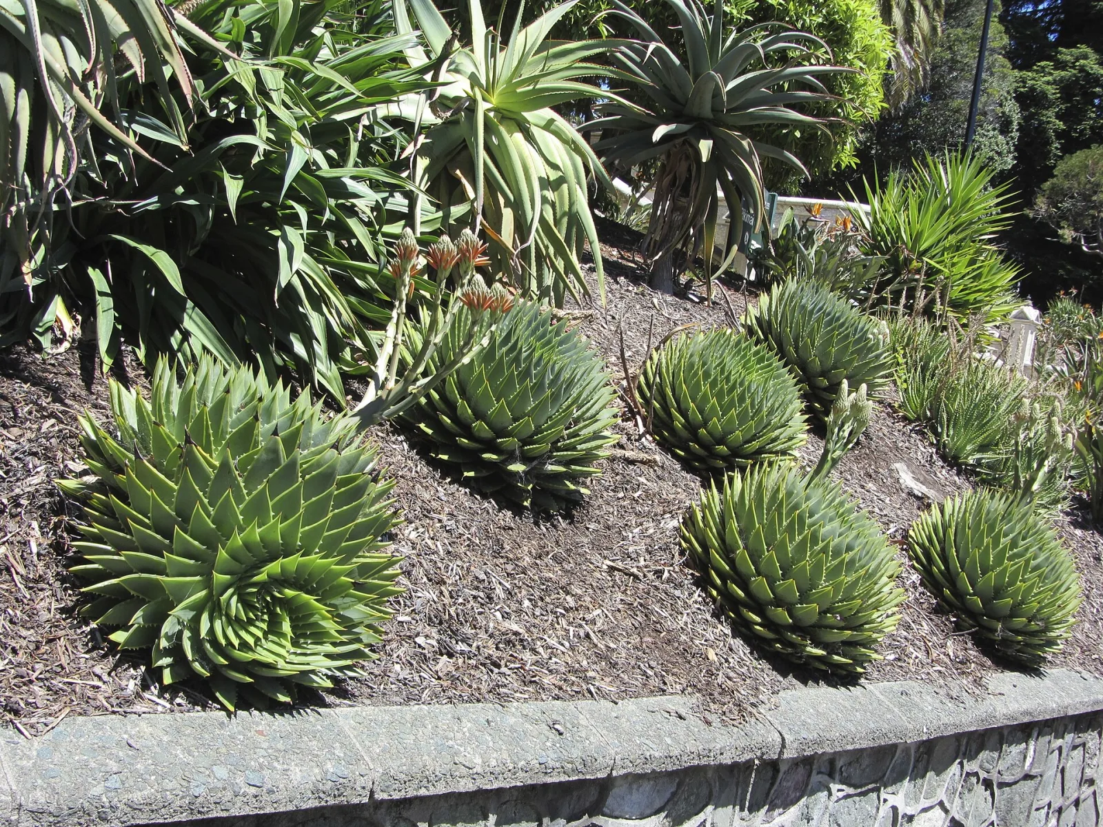 Aloe polyphylla