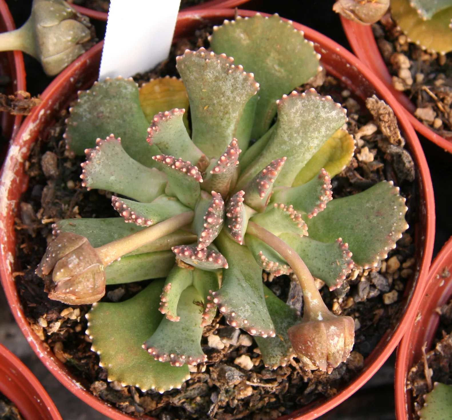 Aloinopsis malherbei