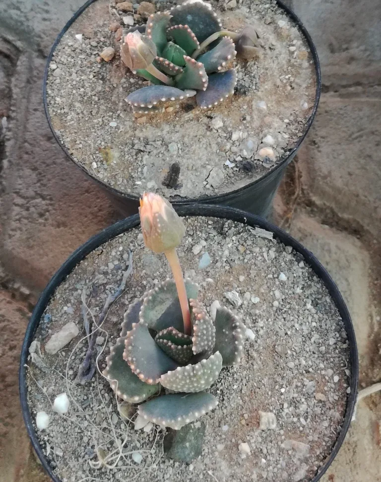 Aloinopsis malherbei