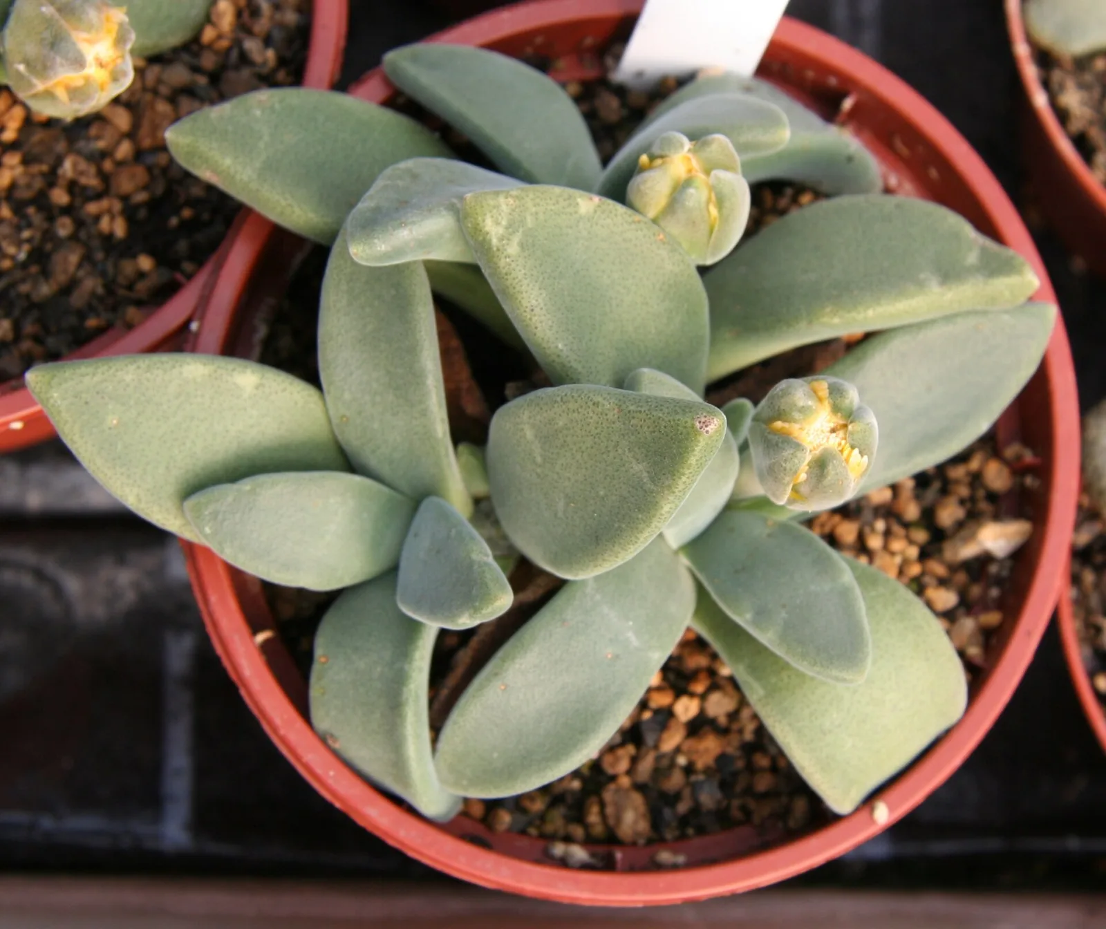 Aloinopsis peersii