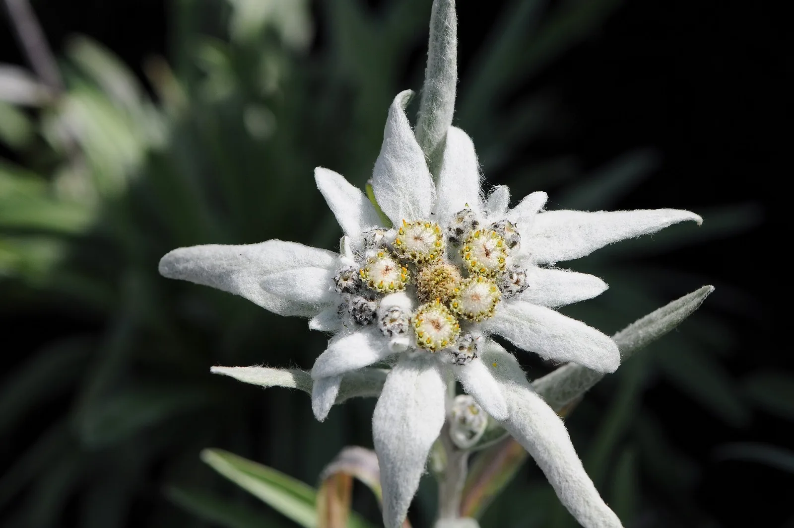 Leontopodium alpinum Edelweiss