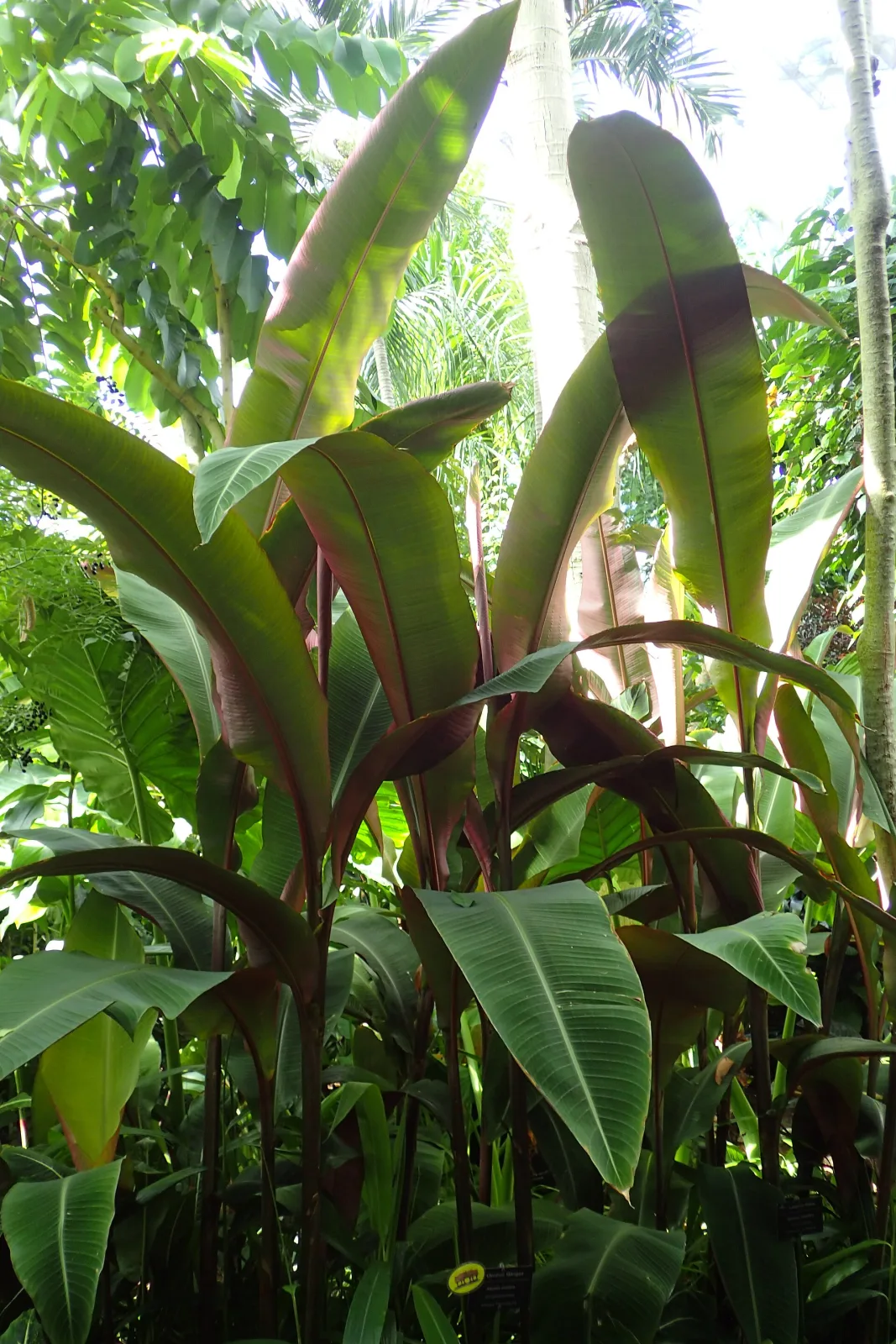 Alpinia mutica