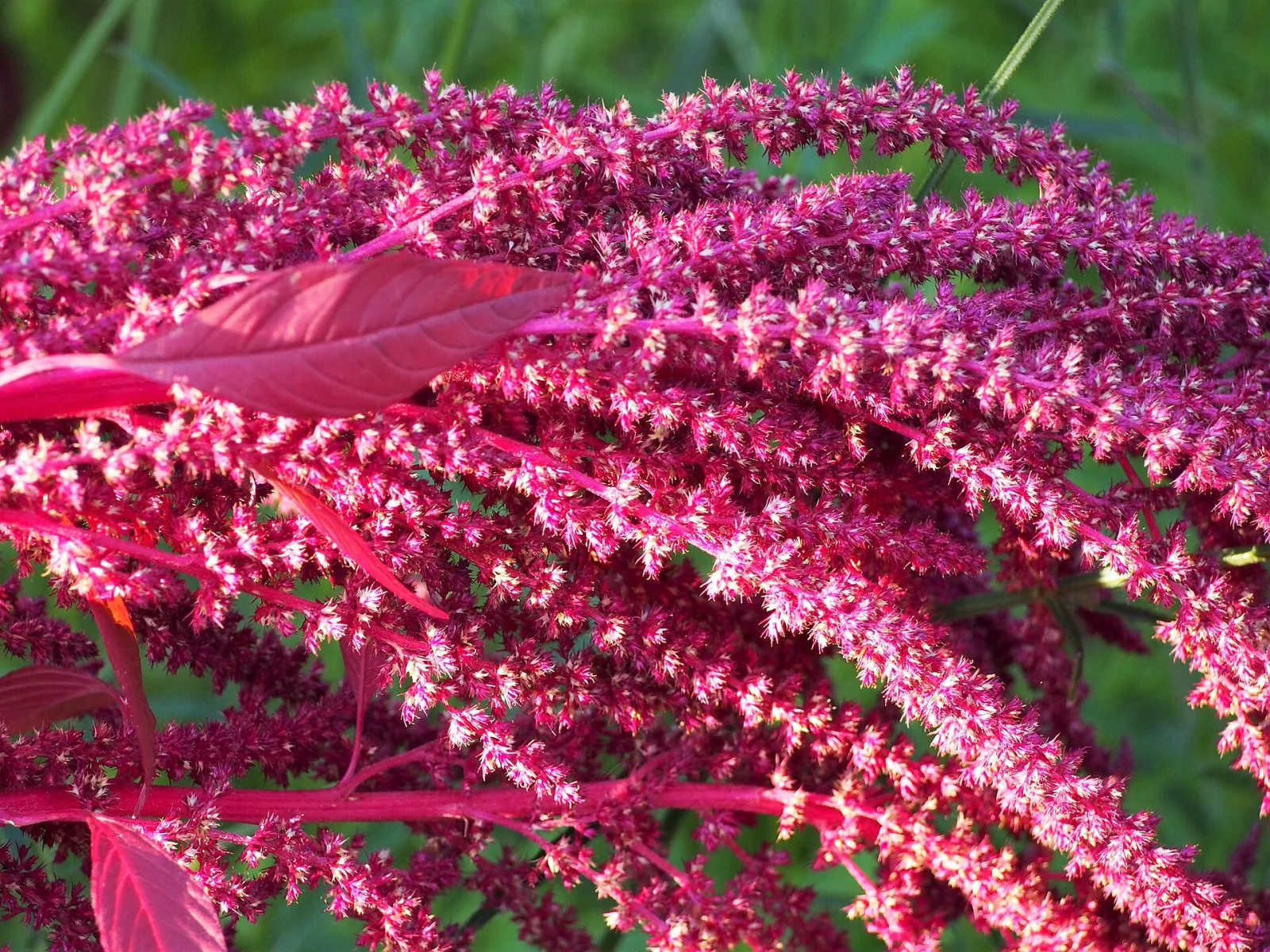 Amaranthus cruentus