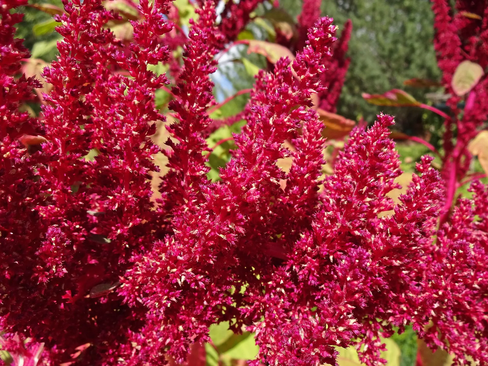 Amaranthus cruentus
