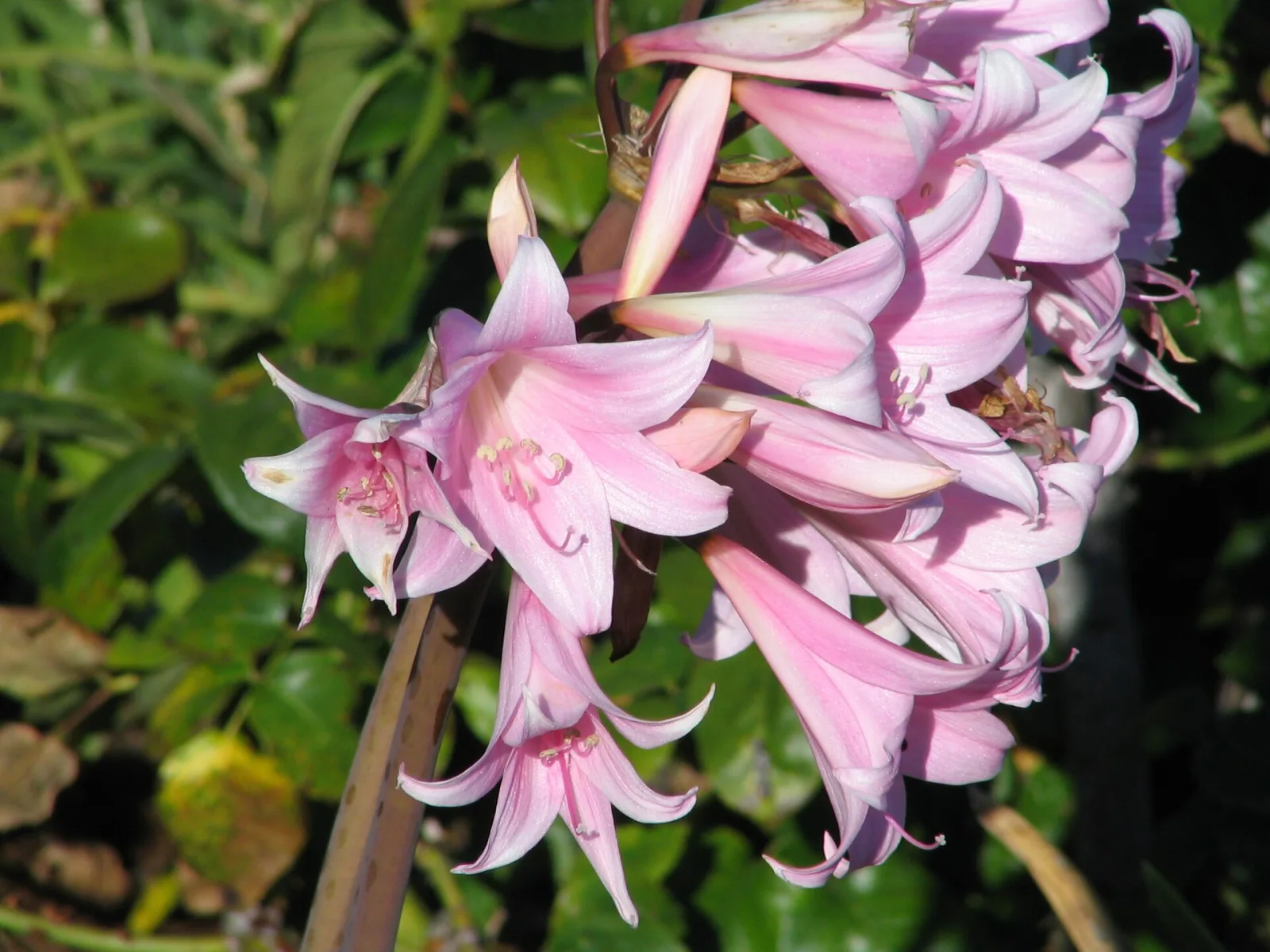 Amaryllis belladonna