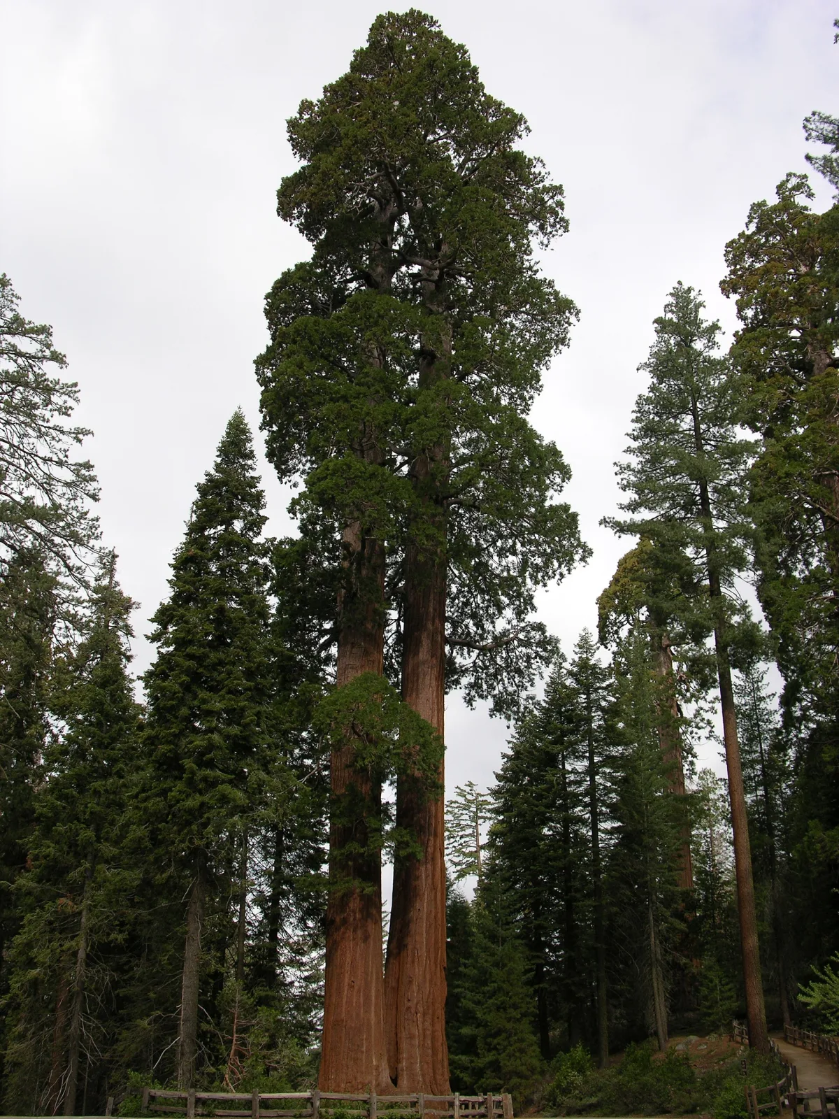Sequoiadendron giganteum