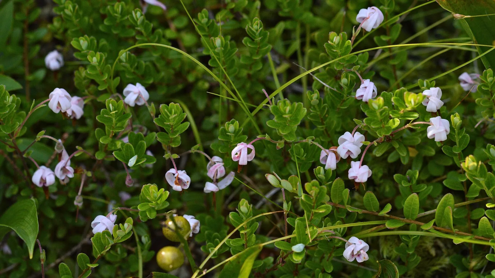 Vaccinium macrocarpon