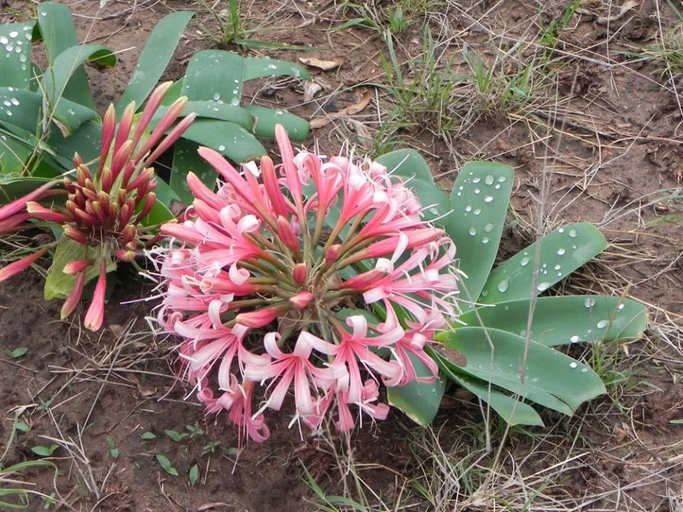 Ammocharis coranica