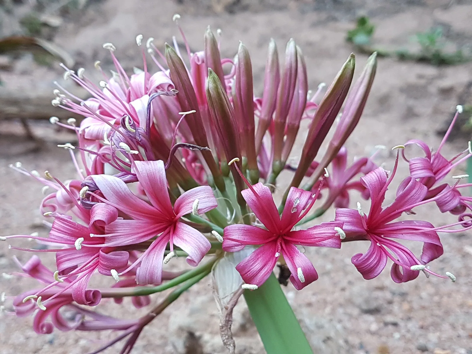 Ammocharis coranica
