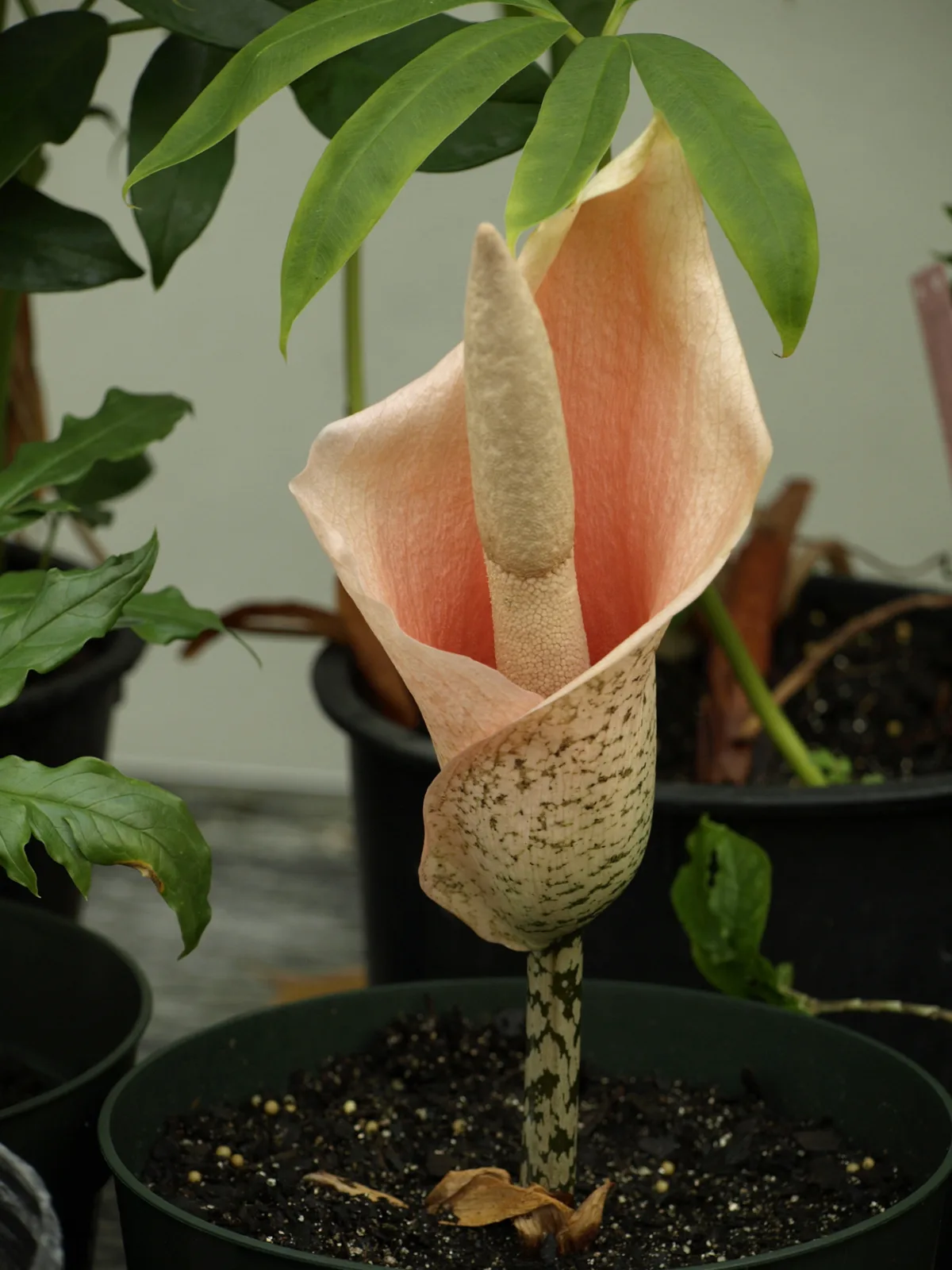 Amorphophallus bulbifer