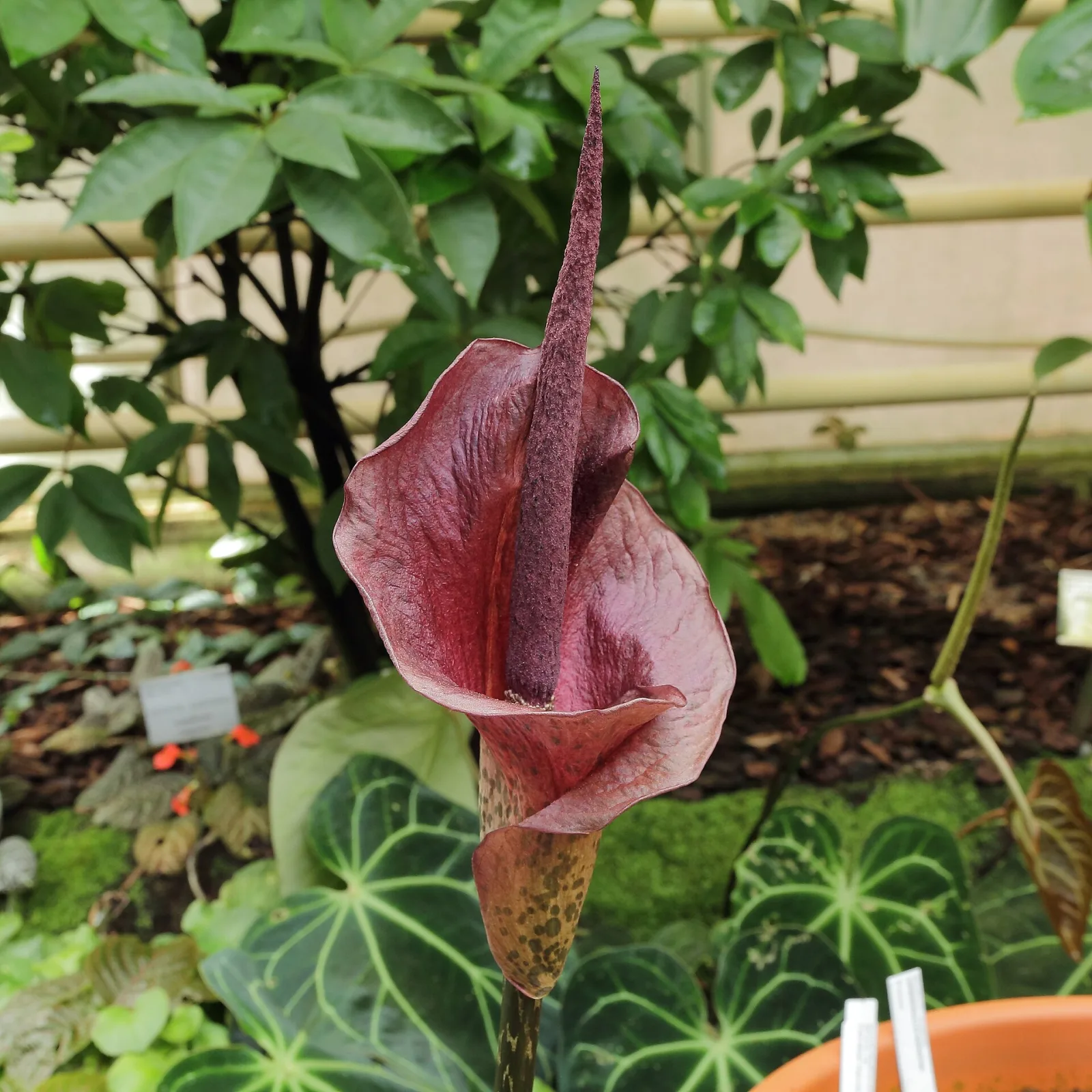 Amorphophallus konjac