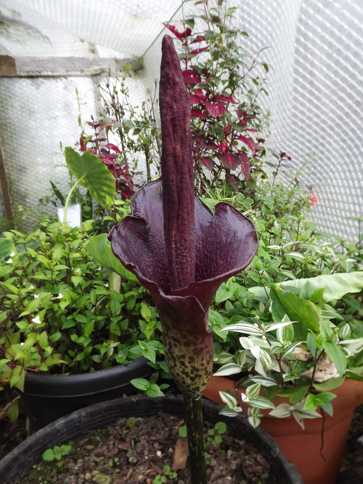 Amorphophallus konjac