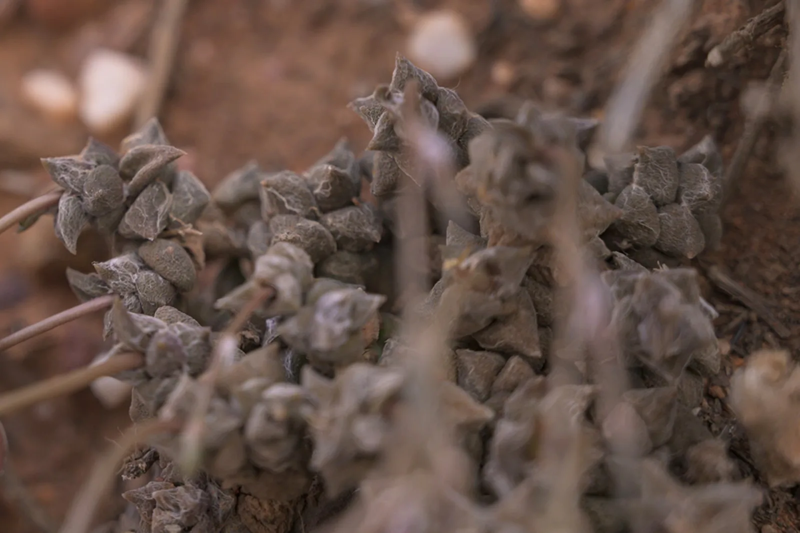 Anacampseros arachnoides