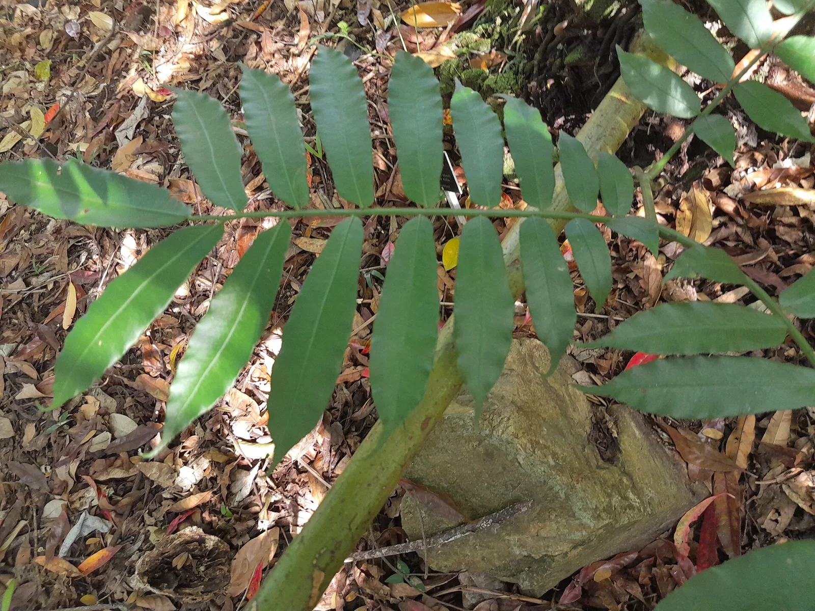 Angiopteris evecta