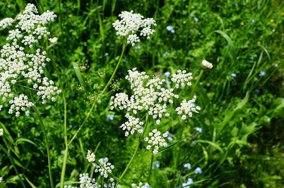 Pimpinella anisum