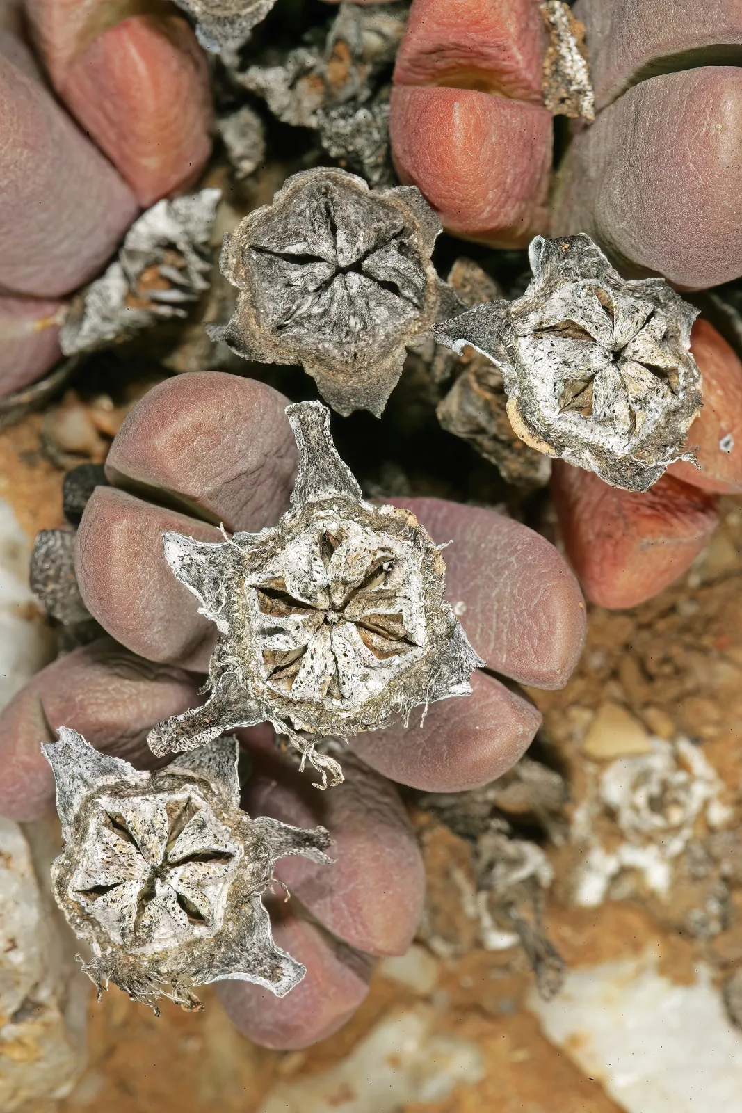Antegibbaeum fissoides