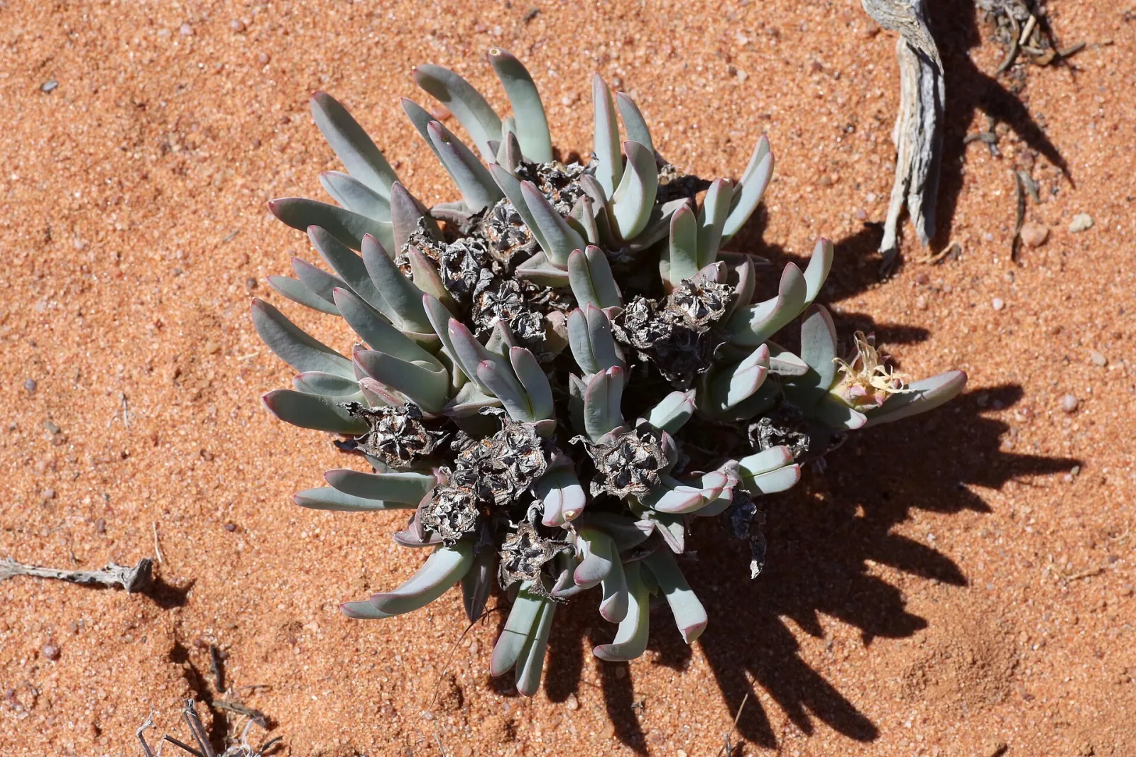 Antimima ventricosa